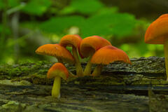 Pluteus aurantiorugosus