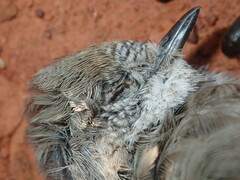 Acanthiza uropygialis