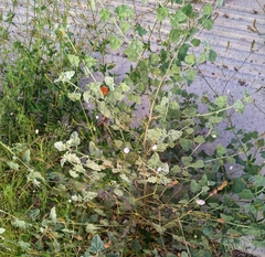Sphaeralcea coulteri