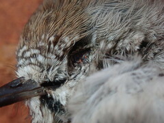 Acanthiza uropygialis