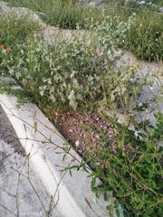 Sphaeralcea coulteri