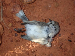 Acanthiza uropygialis