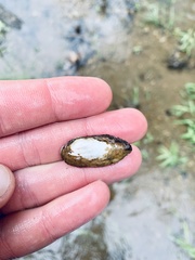 Sagittunio subrostratus