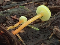 Hygrocybe parvula