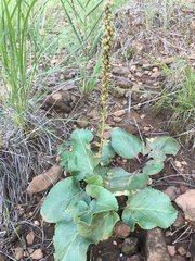 Veronica plantaginea