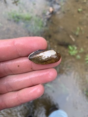 Sagittunio subrostratus