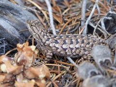 Sceloporus occidentalis longipes
