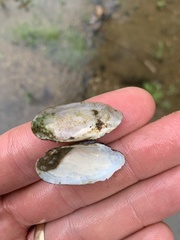 Sagittunio subrostratus