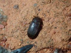 Dermestidae