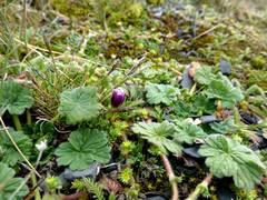 Nototriche longirostris