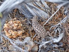 Sceloporus occidentalis longipes
