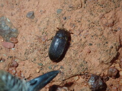 Dermestidae