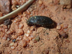 Dermestidae