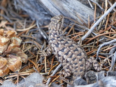 Sceloporus occidentalis longipes