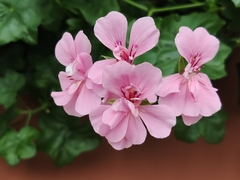 Pelargonium × hybridum
