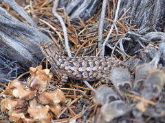 Sceloporus occidentalis longipes
