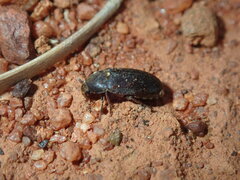 Dermestidae