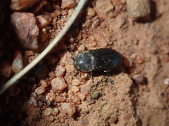 Dermestidae