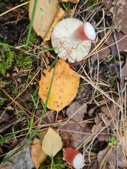 Russula queletii