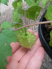 Physalis cordata