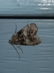 Pococera asperatella