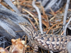 Sceloporus occidentalis longipes