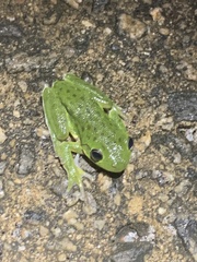 Hyla gratiosa