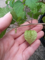 Physalis cordata