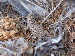 Sceloporus occidentalis longipes