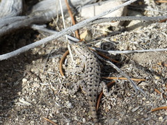 Sceloporus occidentalis longipes