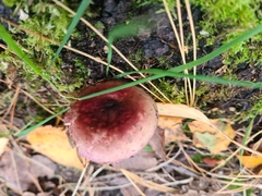 Russula queletii