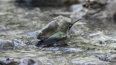 Selasphorus platycercus