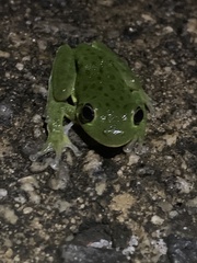 Hyla gratiosa