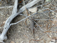 Sceloporus occidentalis longipes