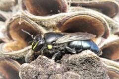 Hylaeus alcyoneus