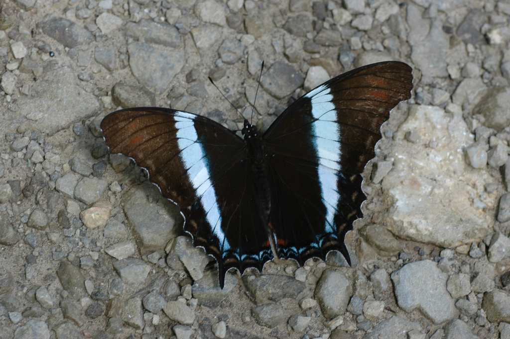 Broad-banded Page