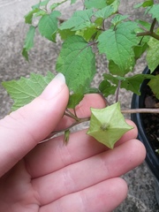Physalis cordata