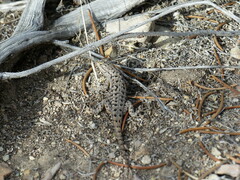 Sceloporus occidentalis longipes