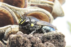 Hylaeus alcyoneus