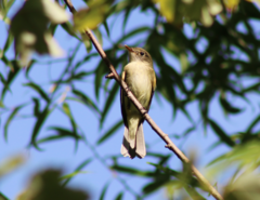 Empidonax