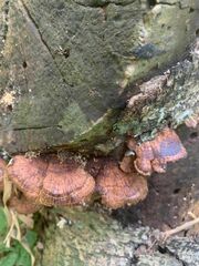 Daedaleopsis tricolor