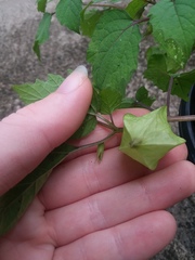 Physalis cordata