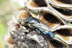 Hylaeus alcyoneus