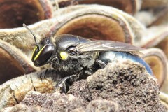 Hylaeus alcyoneus