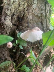 Pluteus longistriatus