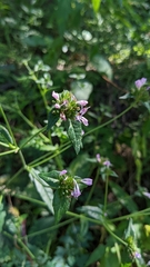 Elephantopus carolinianus