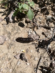 Vertebrata