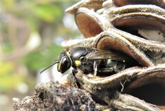 Hylaeus alcyoneus