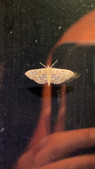 Herpetogramma pertextalis