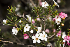 Chamelaucium ciliatum